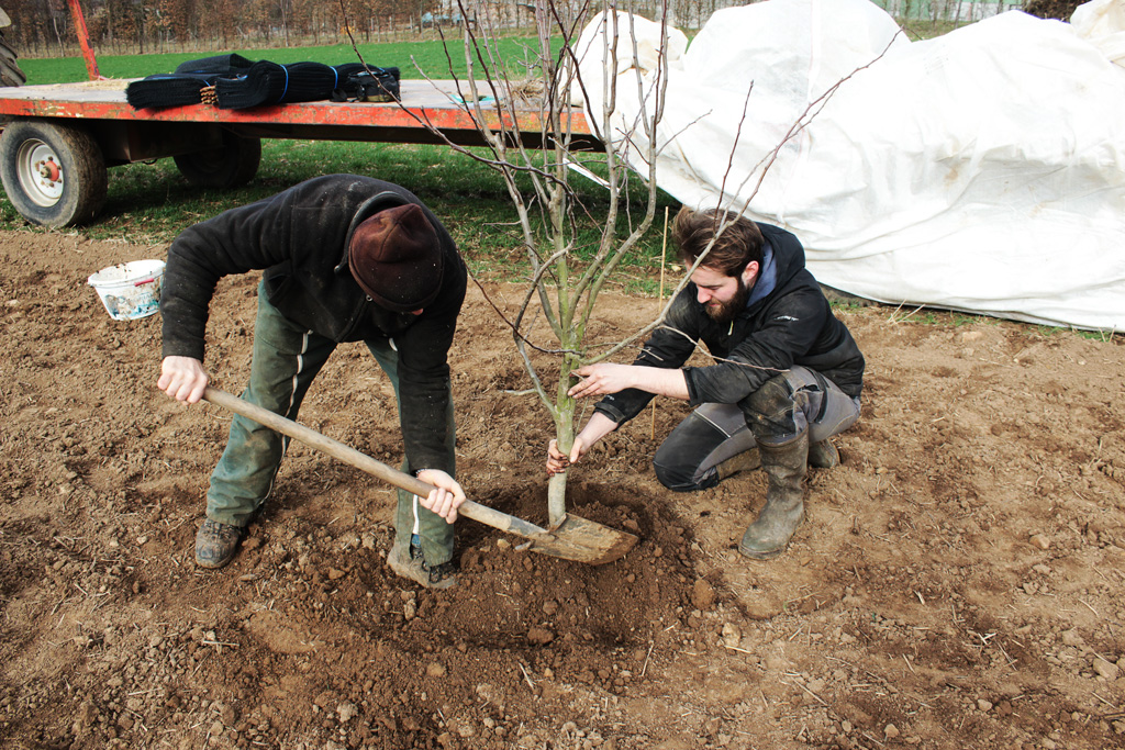 agroforesterie-a-la-ferme-au-fil-de-l'ante-exemple plantation