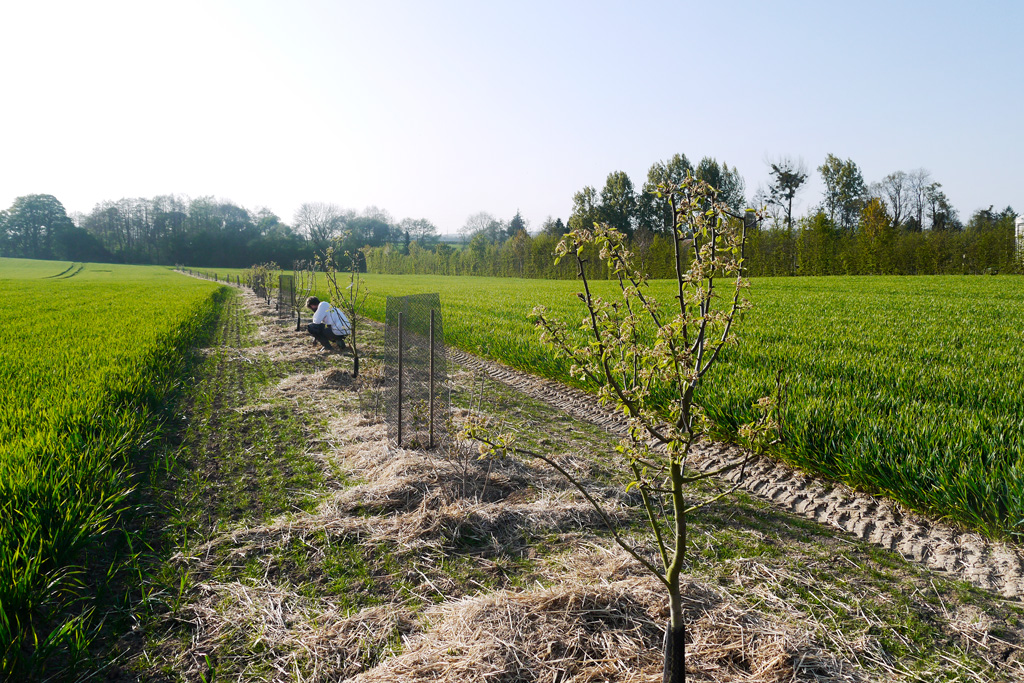 agroforesterie a la ferme au fil de l'ante