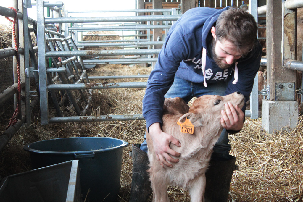 elevage race aubrac ferme au fil de l'ante pres de falaise