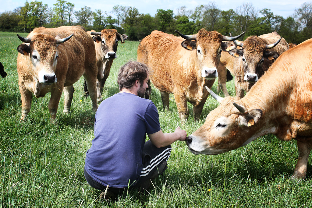 elevage race aubrac ferme au fil de l'ante pres de falaise