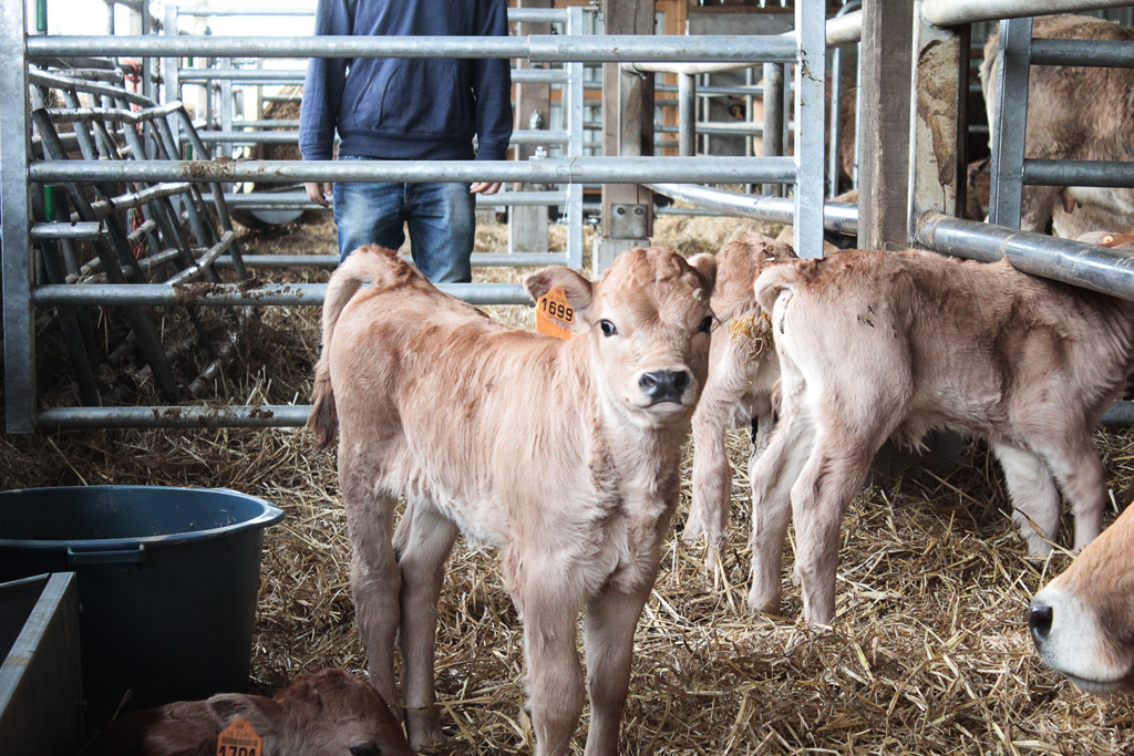 la ferme au fil de lante photo de veaux