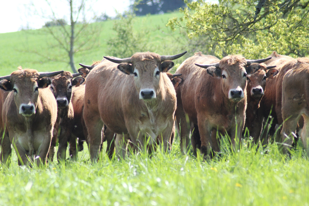 Elevage de la race Aubrac à la ferme Au Fil de l'Ante